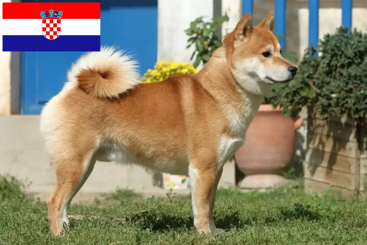 Shiba kiskutyák és tenyésztők Horvátország Itt találhat Shibas tenyésztőket Horvátországban.