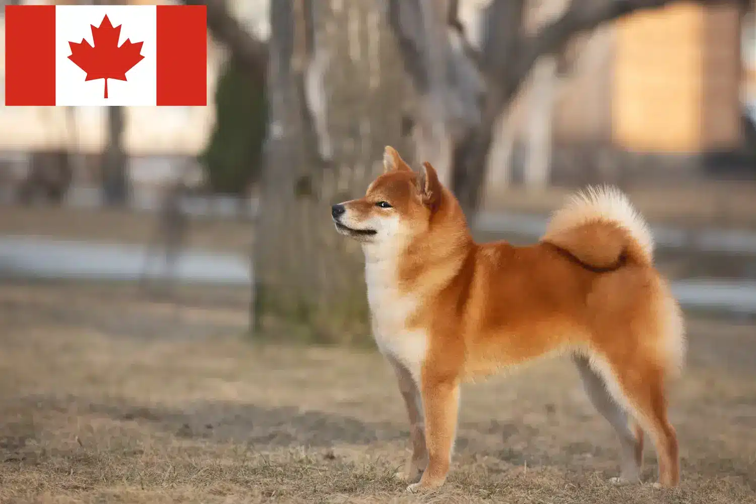 Shiba kiskutyák és tenyésztők Kanada Itt találhat Shiba tenyésztőket Kanadában.