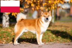 Read more about the article Shiba tenyésztők és kiskutyák Lengyelországban