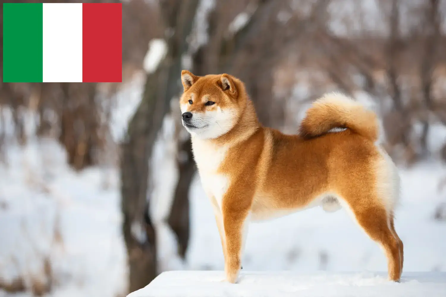 Shiba kiskutyák és tenyésztők Olaszországban Itt megtalálhatja az olaszországi Shiba tenyésztőket.