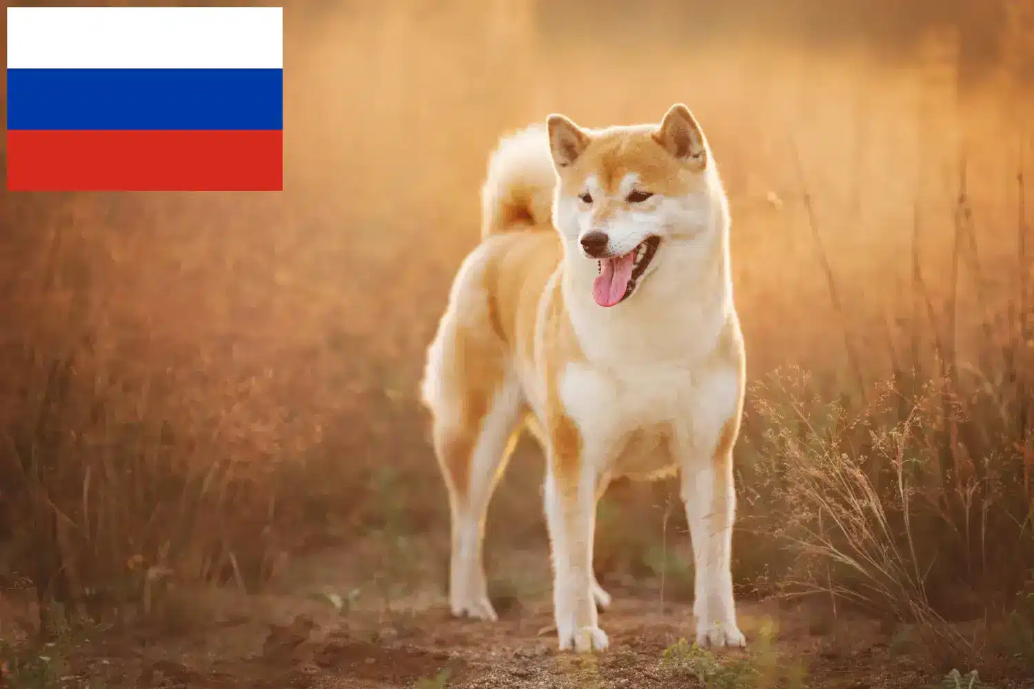 Shiba kiskutyák és tenyésztők Oroszország Itt találhat Shiba tenyésztőket Oroszországban.