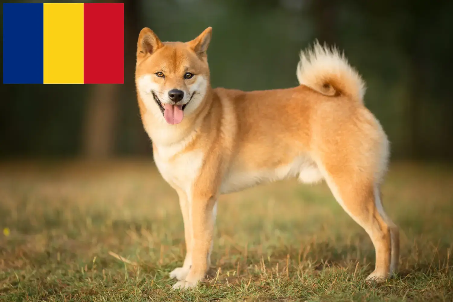 Shiba kölykök és tenyésztők Románia Itt találhat Shibas tenyésztőket Romániában.