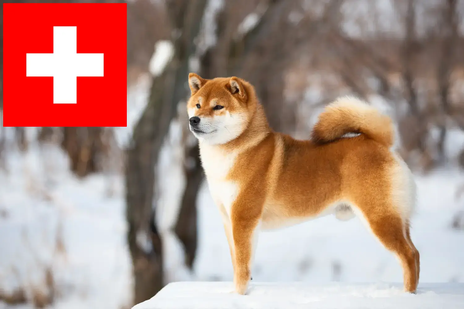 Shiba kölykök és tenyésztők Svájcban Itt találhat Shibas tenyésztőket Svájcban.