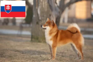 Read more about the article Shiba tenyésztők és kölykök Szlovákiában