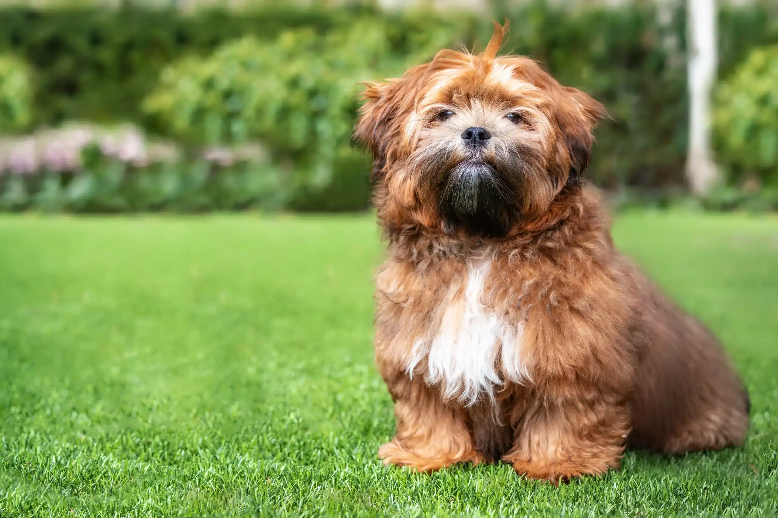 Read more about the article Shichon tenyésztő