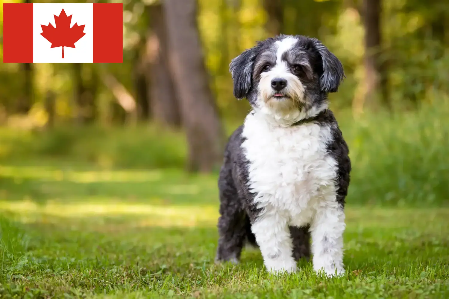 Shih-Poo kiskutyák és tenyésztők Kanada Kanadai Shih-Poo tenyésztőket itt találsz.