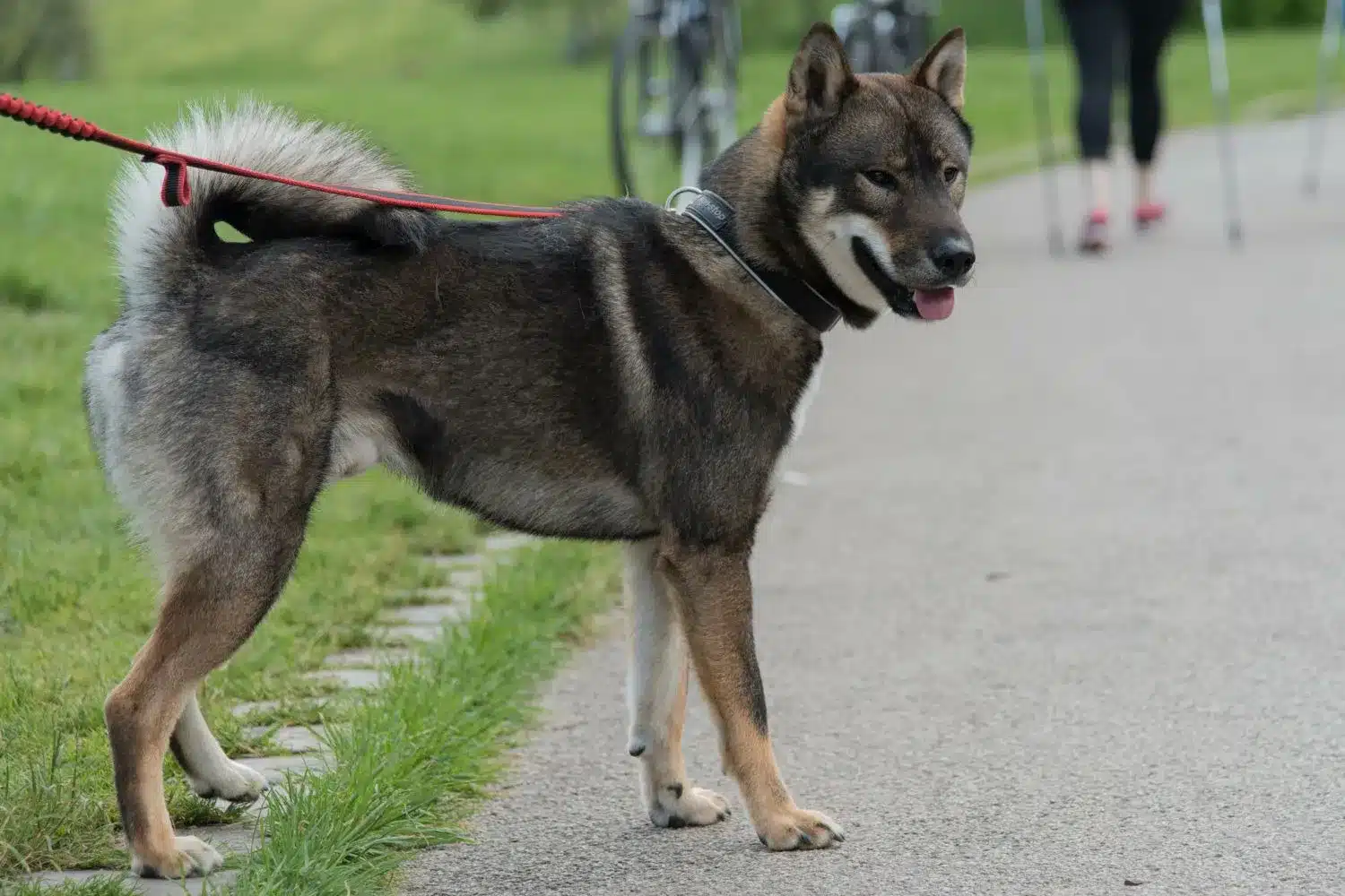 Shikoku kiskutyák és tenyésztők Itt találhat Shikoku tenyésztőket az Ön közelében.
