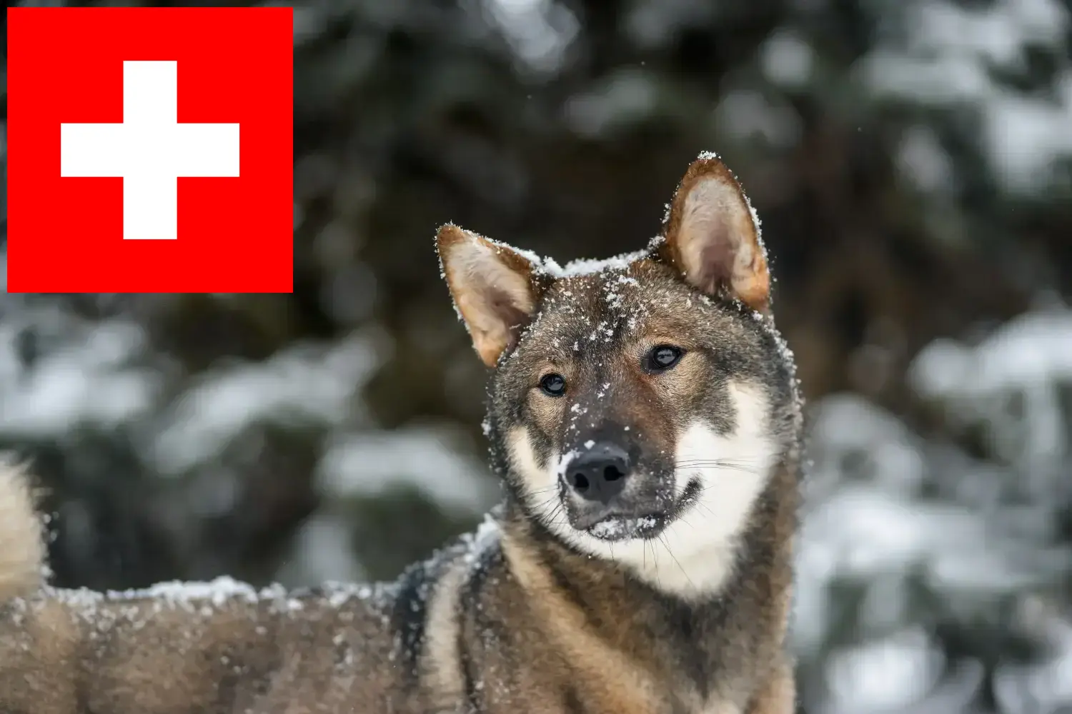 Shikoku kiskutyák és tenyésztők Svájcban Itt találhat Shikoku tenyésztőket Svájcban.