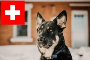 Read more about the article Shiloh Shepherd tenyésztők és kölykök Svájcban