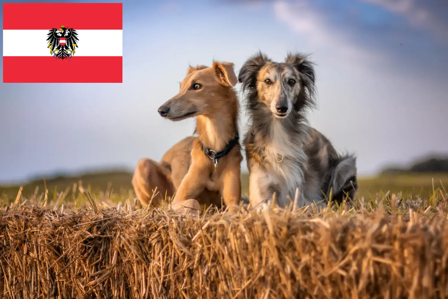 Silken Windsprite kölykök és tenyésztők Ausztria Itt találsz Silken Windsprite tenyésztőket Ausztriában.