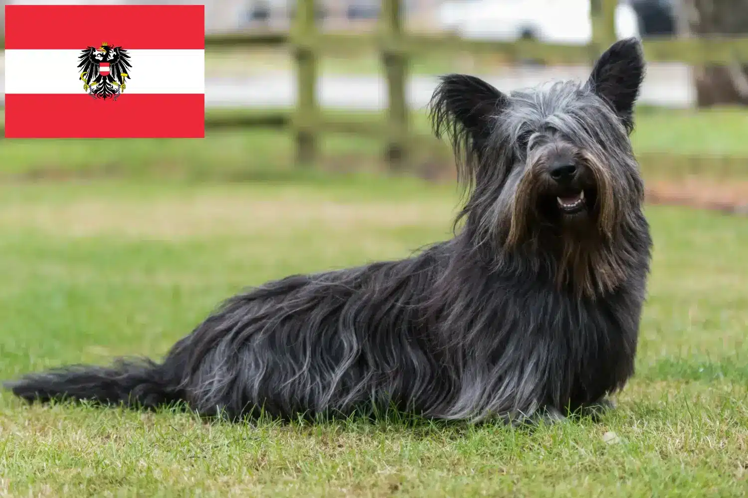 Skye Terrier kölykök és tenyésztők Ausztria Itt találhat Skye Terrier tenyésztőket Ausztriában.