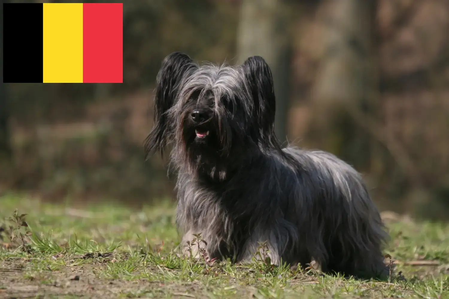 Skye Terrier kölykök és tenyésztők Belgium Itt találhatsz Skye Terrier tenyésztőket Belgiumban.