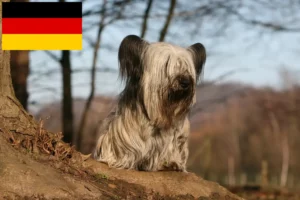 Read more about the article Skye Terrier tenyésztők és kölykök Németországban