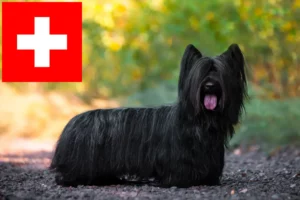 Read more about the article Skye Terrier tenyésztők és kölykök Svájcban