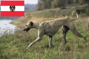 Read more about the article Sloughi tenyésztők és kiskutyák Ausztriában