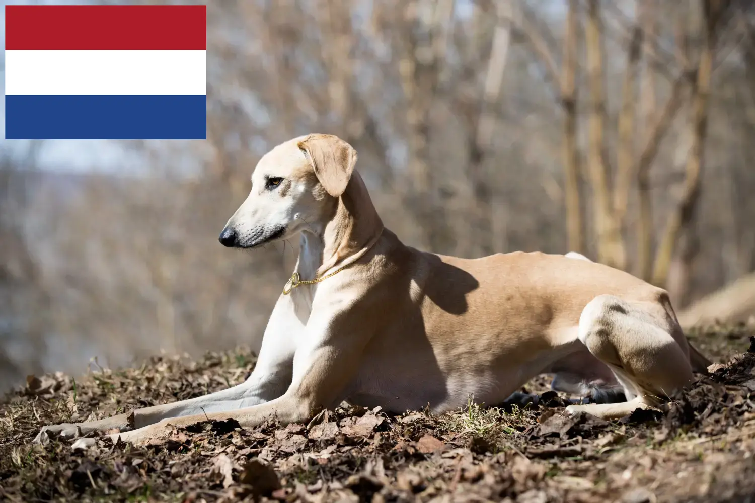 Sloughi kiskutyák és tenyésztők Hollandia Itt találhat Sloughis tenyésztőket Hollandiában.
