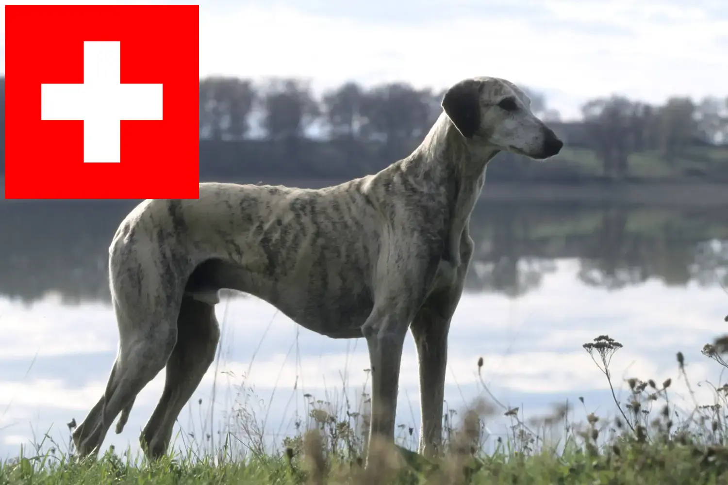 Sloughi kiskutyák és tenyésztők Svájc Itt találhat Sloughis tenyésztőket Svájcban.