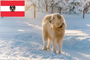 Read more about the article Slovensky Cuvac tenyésztők és kölykök Ausztriában