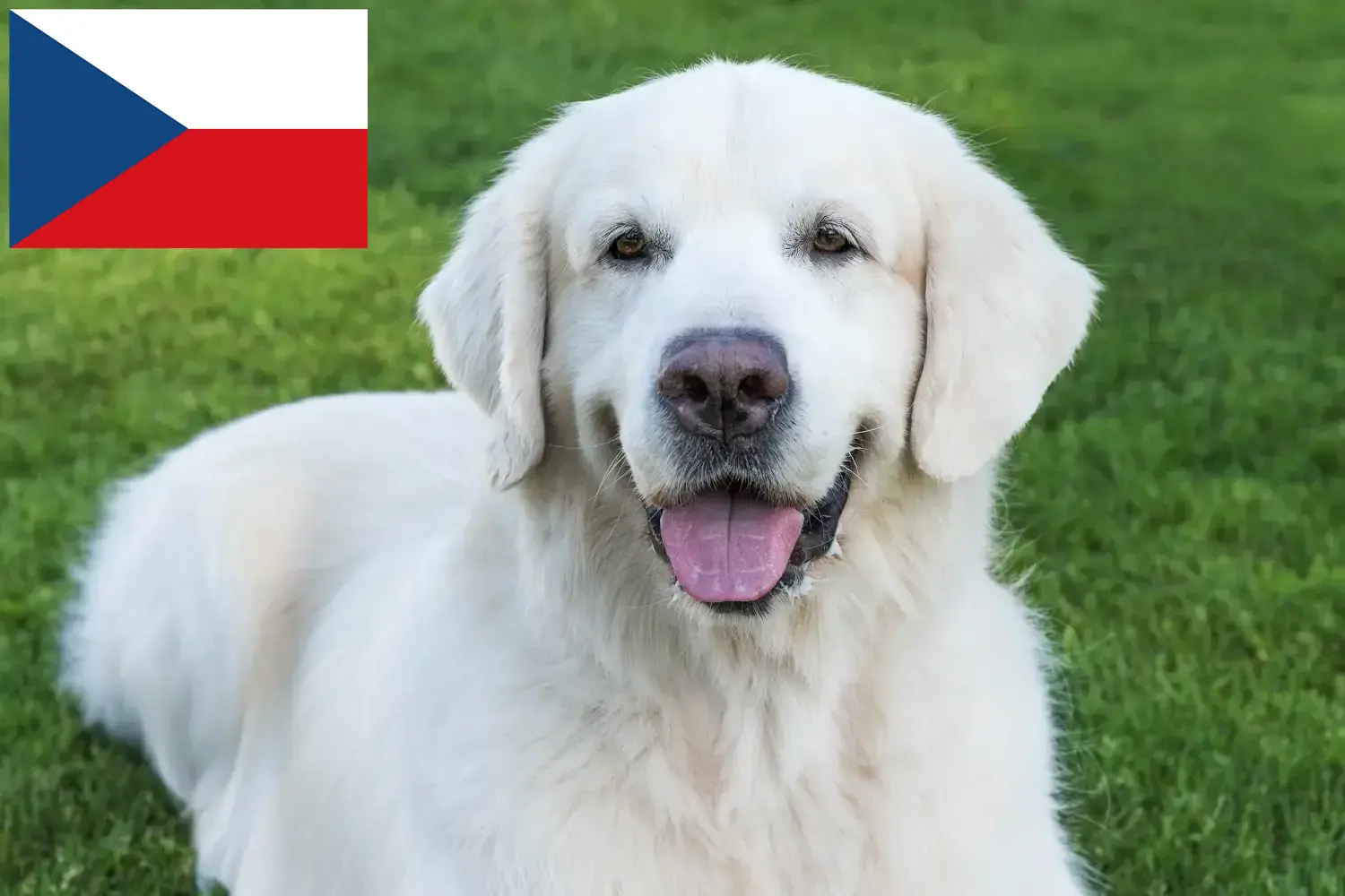 Slovensky Cuvac kiskutyák és tenyésztők Csehország Itt megtalálja a Slovensky Cuvacs tenyésztőket Csehországban.