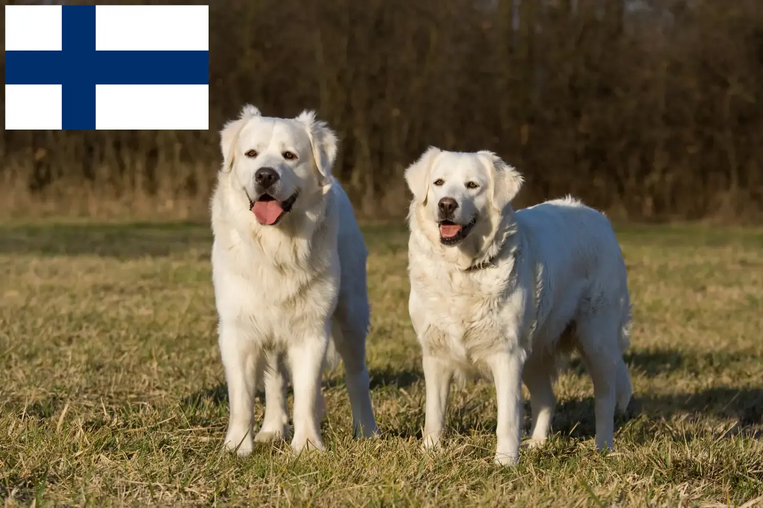 Slovensky Cuvac kiskutyák és tenyésztők Finnország Slovensky Cuvacs tenyésztőket Finnországban itt találsz.