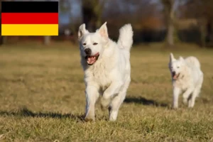 Read more about the article Slovensky Cuvac tenyésztők és kölykök Németországban