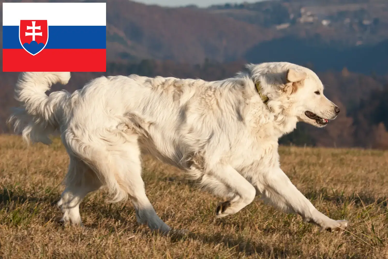 Slovensky Cuvac kiskutyák és tenyésztők Szlovákia Itt megtalálja a szlovákiai Slovensky Cuvacs tenyésztőket.