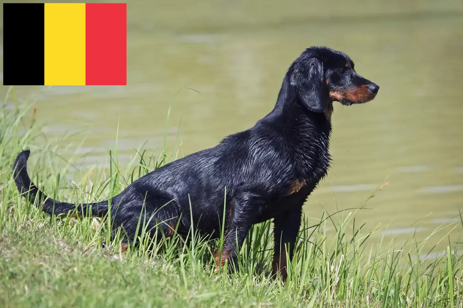 Slovenský kopov kiskutyák és tenyésztők Belgium Itt találhat Slovenský kopovs tenyésztőket Belgiumban.
