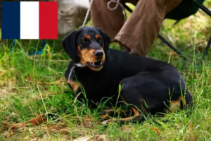 Read more about the article Slovenský kopov tenyésztők és kiskutyák Franciaországban