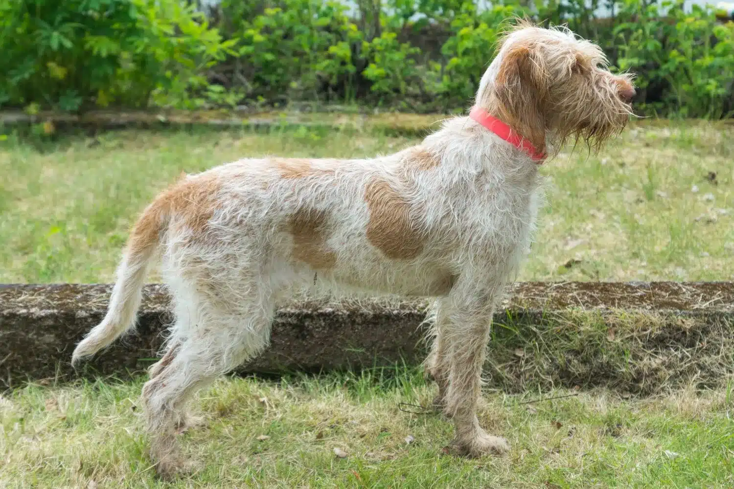 Spinone Italiano kiskutyák és tenyésztők Itt találhatsz Spinone Italianos tenyésztőket a közeledben.