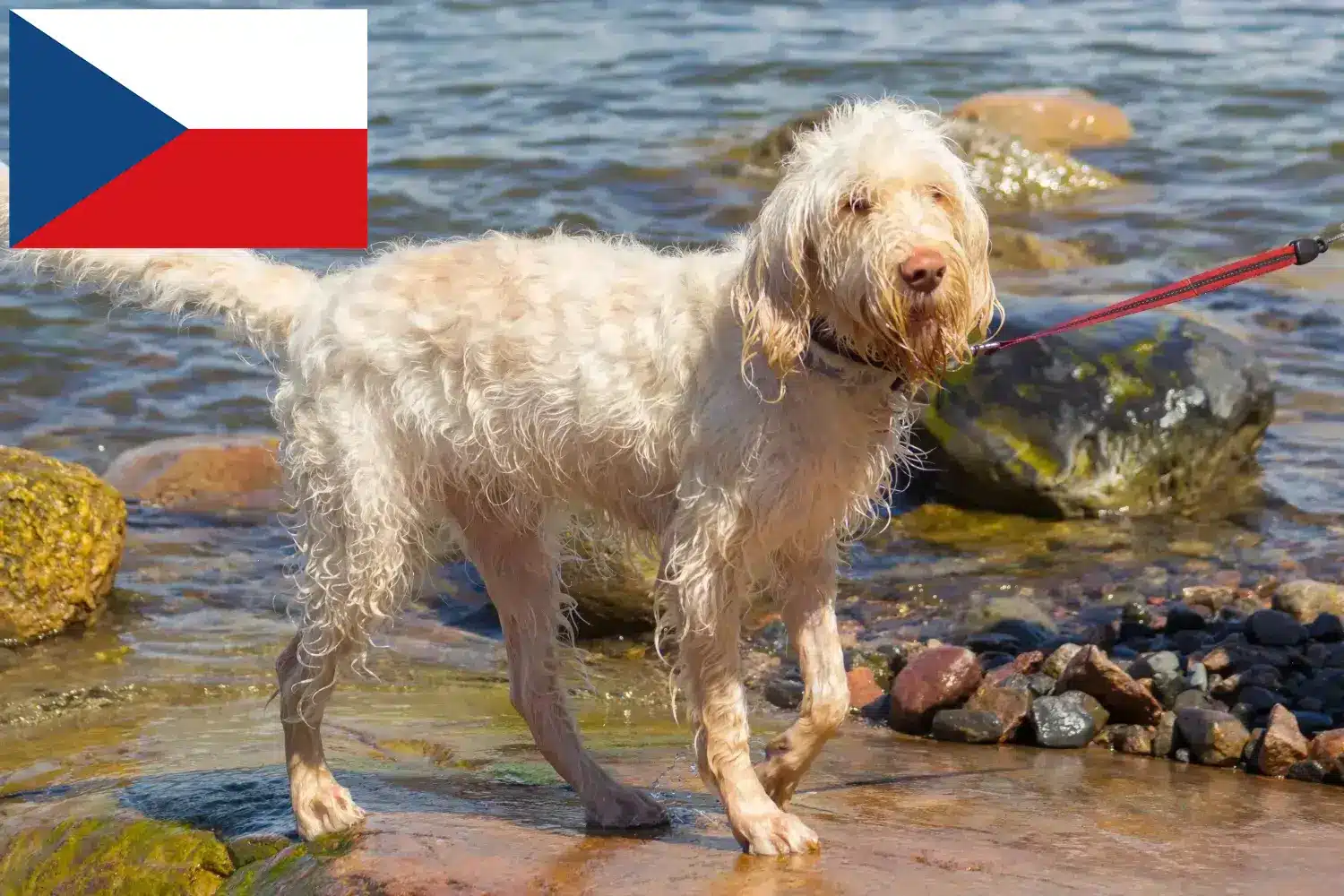 Spinone Italiano kiskutyák és tenyésztők Csehország Itt találhat Spinone Italianos tenyésztőket Csehországban.