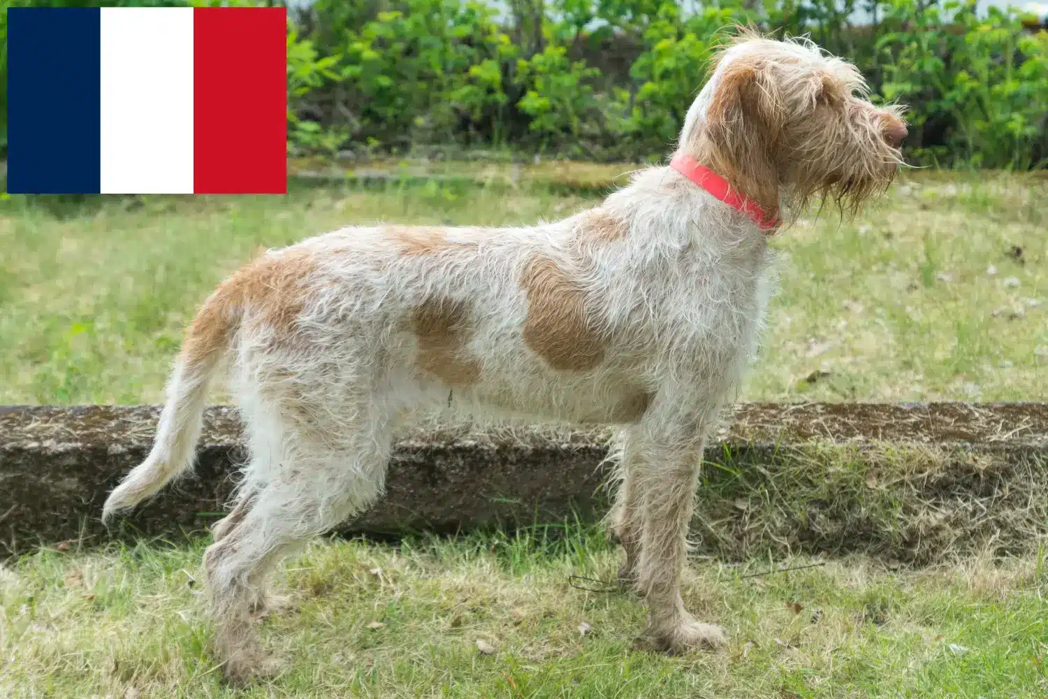 Spinone Italiano kiskutyák és tenyésztők Franciaország Itt találhat Spinone Italianos tenyésztőket Franciaországban.