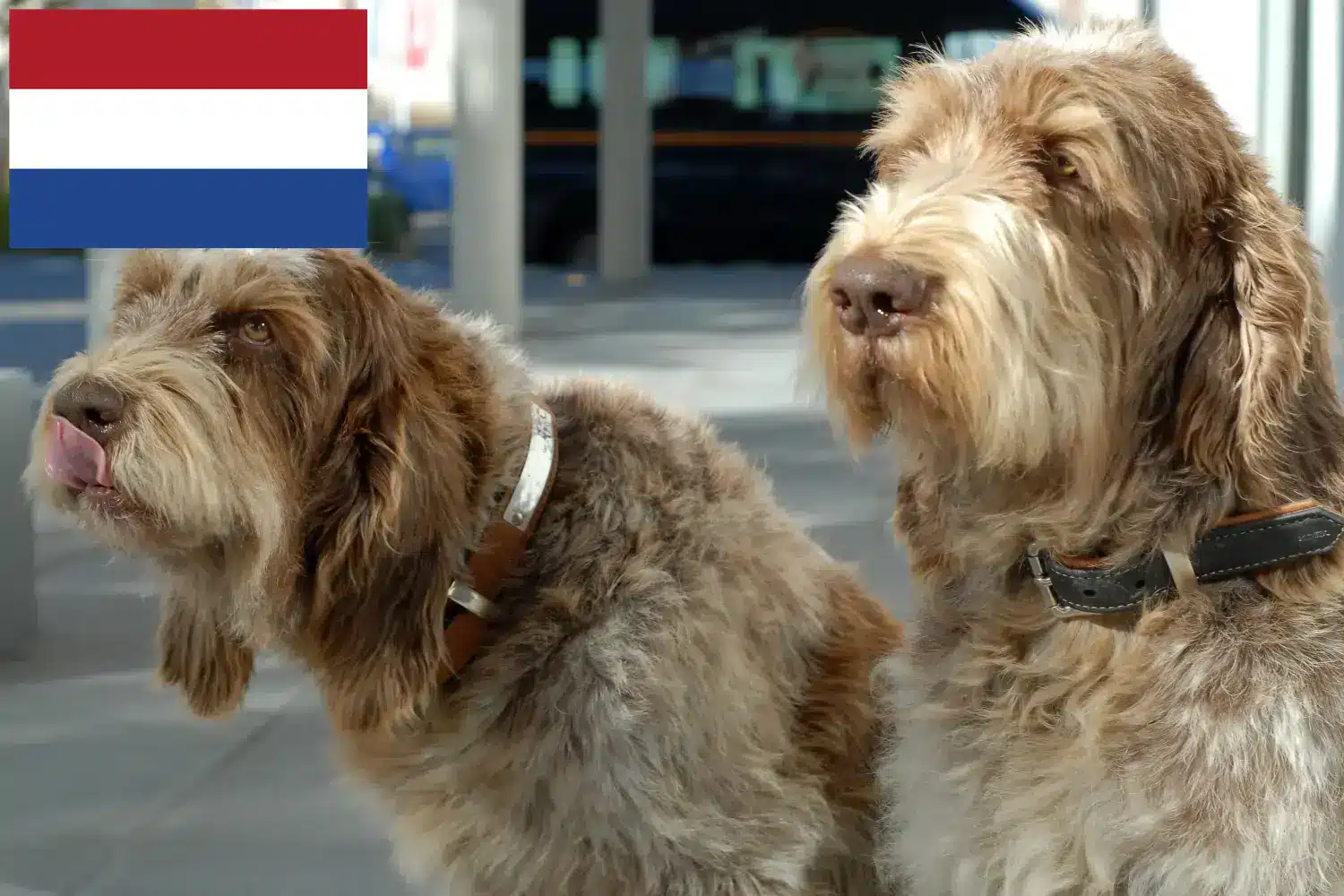 Spinone Italiano kiskutyák és tenyésztők Hollandia Itt találhat Spinone Italianos tenyésztőket Hollandiában.