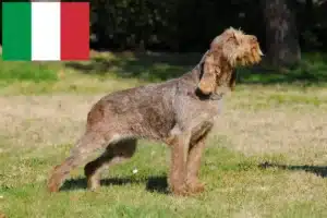 Read more about the article Spinone Italiano tenyésztők és kiskutyák Olaszországban