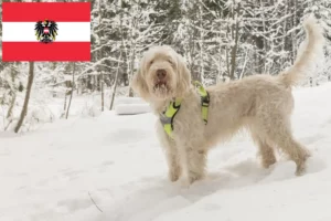 Read more about the article Spinone Italiano tenyésztők és kiskutyák Ausztriában