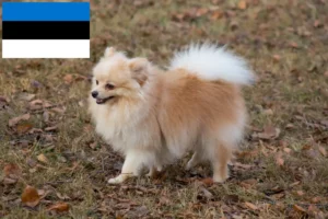 Read more about the article Spitz tenyésztők és kiskutyák Észtországban