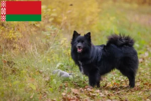 Read more about the article Spitz tenyésztők és kiskutyák Fehéroroszországban