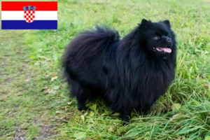 Read more about the article Spitz tenyésztők és kiskutyák Horvátországban