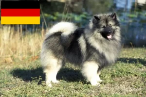 Read more about the article Spitz tenyésztők és kiskutyák Németországban