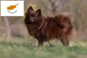 Read more about the article Spitz tenyésztők és kiskutyák Cipruson