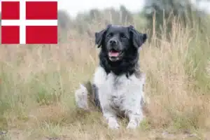 Read more about the article Stabij tenyésztők és kiskutyák Dániában