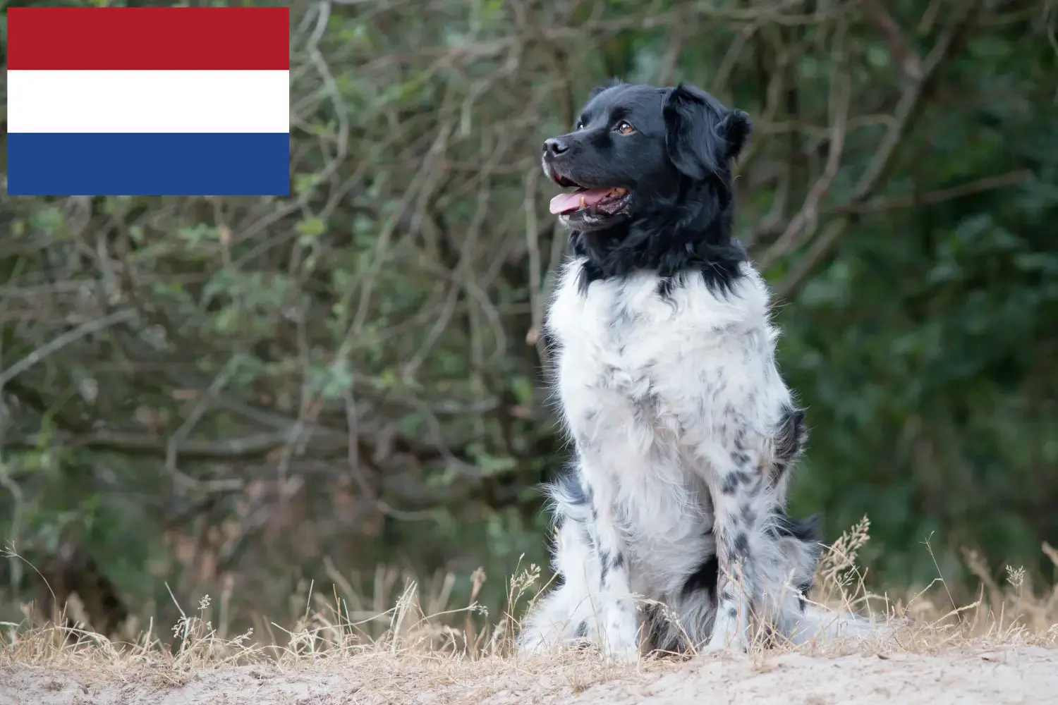 Stabij kiskutyák és tenyésztők Hollandia Itt találhat Stabijs tenyésztőket Hollandiában.