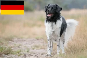 Read more about the article Stabij tenyésztők és kiskutyák Németországban