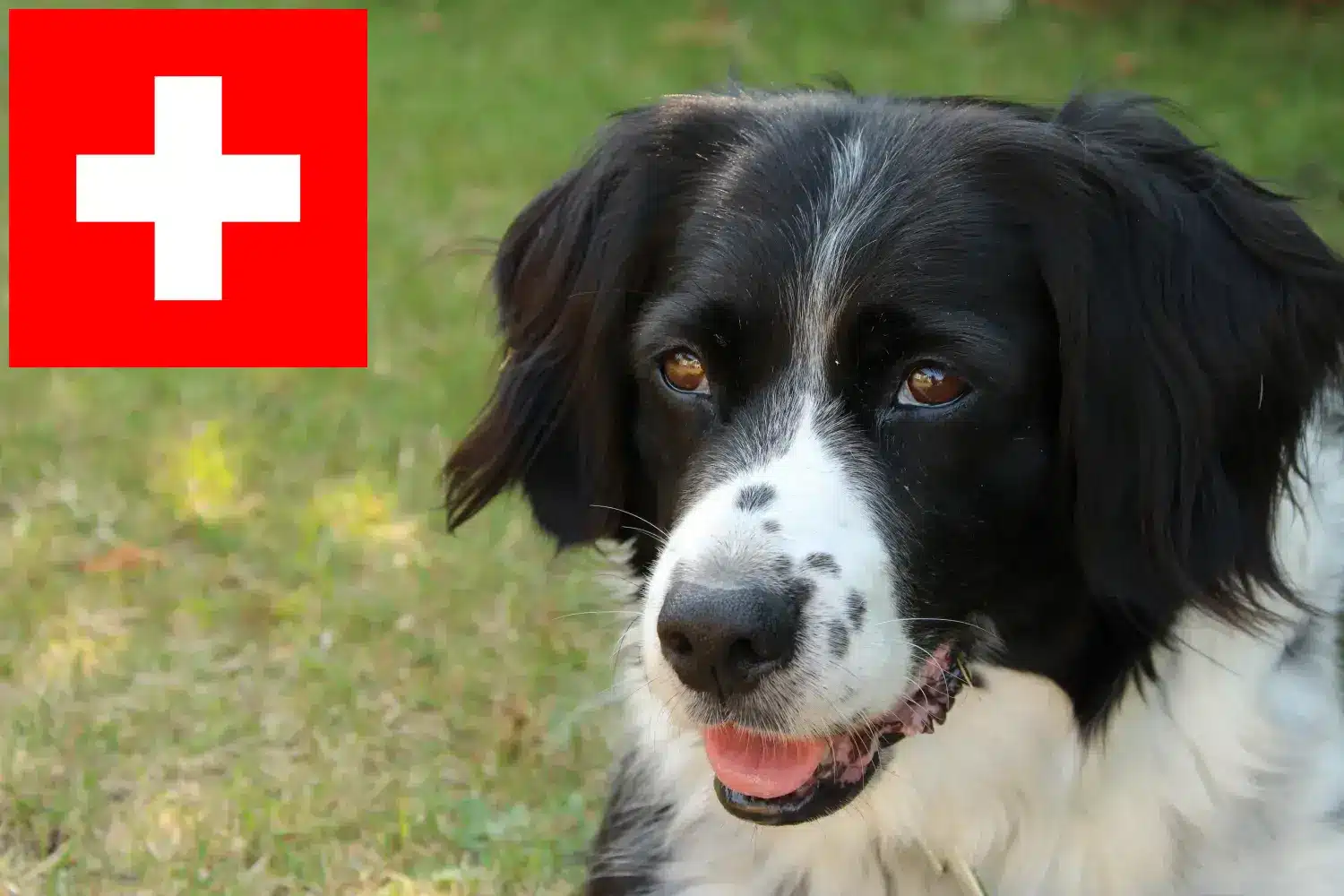 Stabij kiskutyák és tenyésztők Svájc Itt találhat Stabijs tenyésztőket Svájcban.