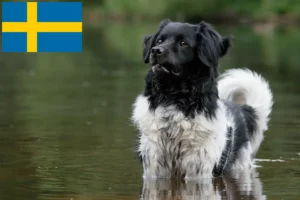 Read more about the article Stabij tenyésztők és kölykök Svédországban