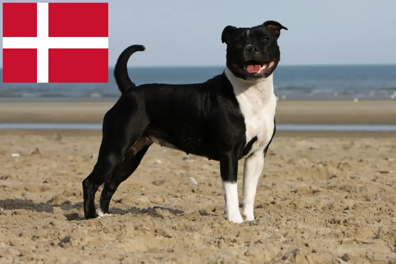 Staffordshire Bull Terrier kölykök és tenyésztők Dánia Staffordshire Bullterrier tenyésztők keresése Dánia területén.