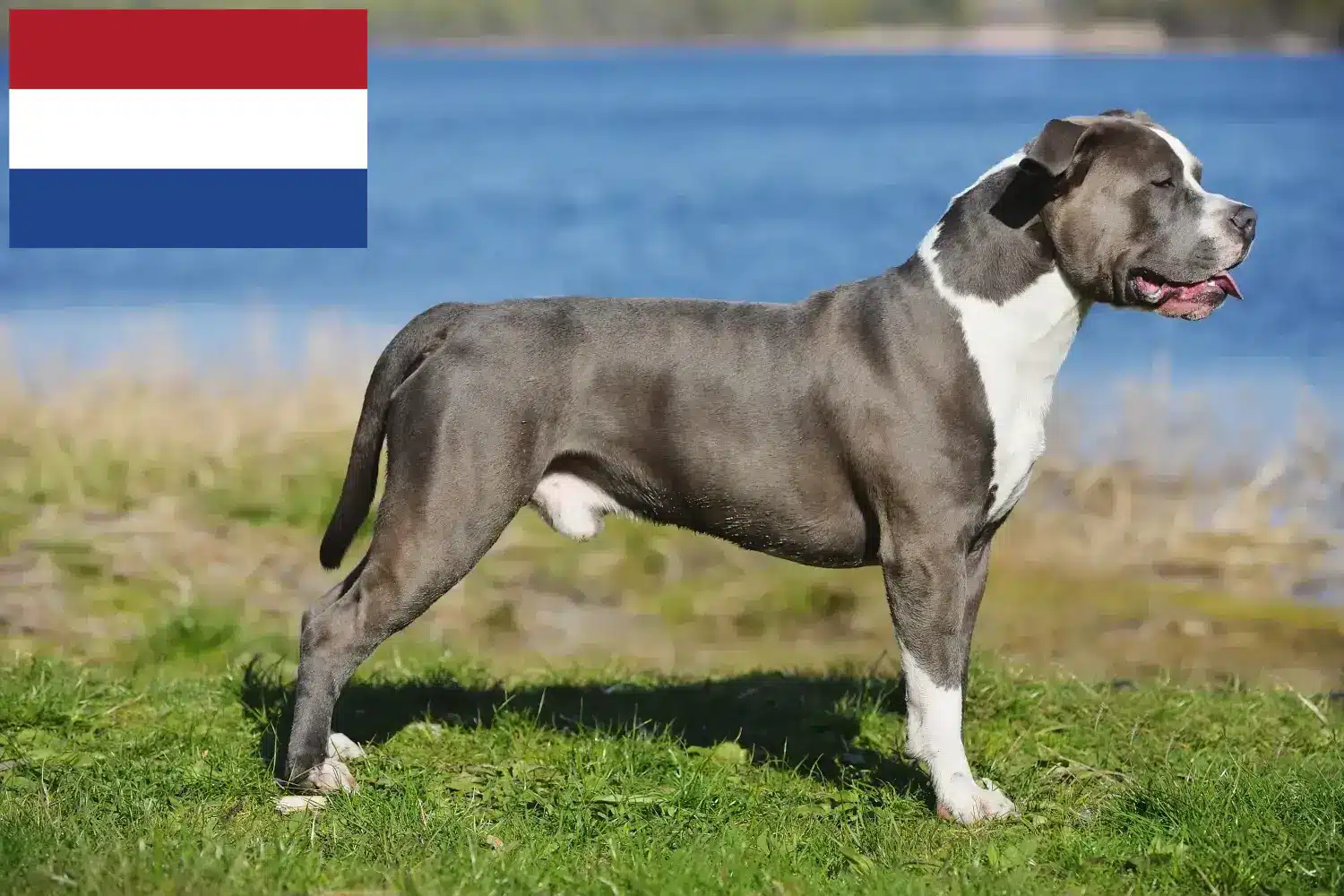 Staffordshire Bull Terrier kölykök és tenyésztők Hollandia Staffordshire Bullterrier tenyésztők keresése Hollandia területén.