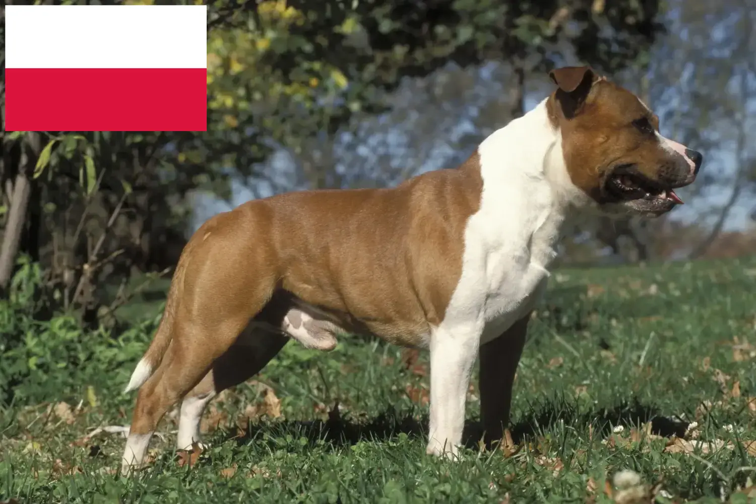 Staffordshire Bullterrier kölykök és tenyésztők Lengyelország Staffordshire Bullterrier tenyésztők keresése Lengyelországban.