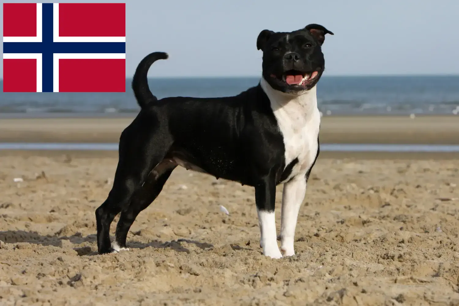 Staffordshire Bullterrier kölykök és tenyésztők Norvégia Keress staffordshire bullterrier tenyésztőket Norvégia területén.