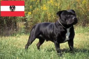 Read more about the article Staffordshire Bullterrier tenyésztők és kölykök Ausztriában