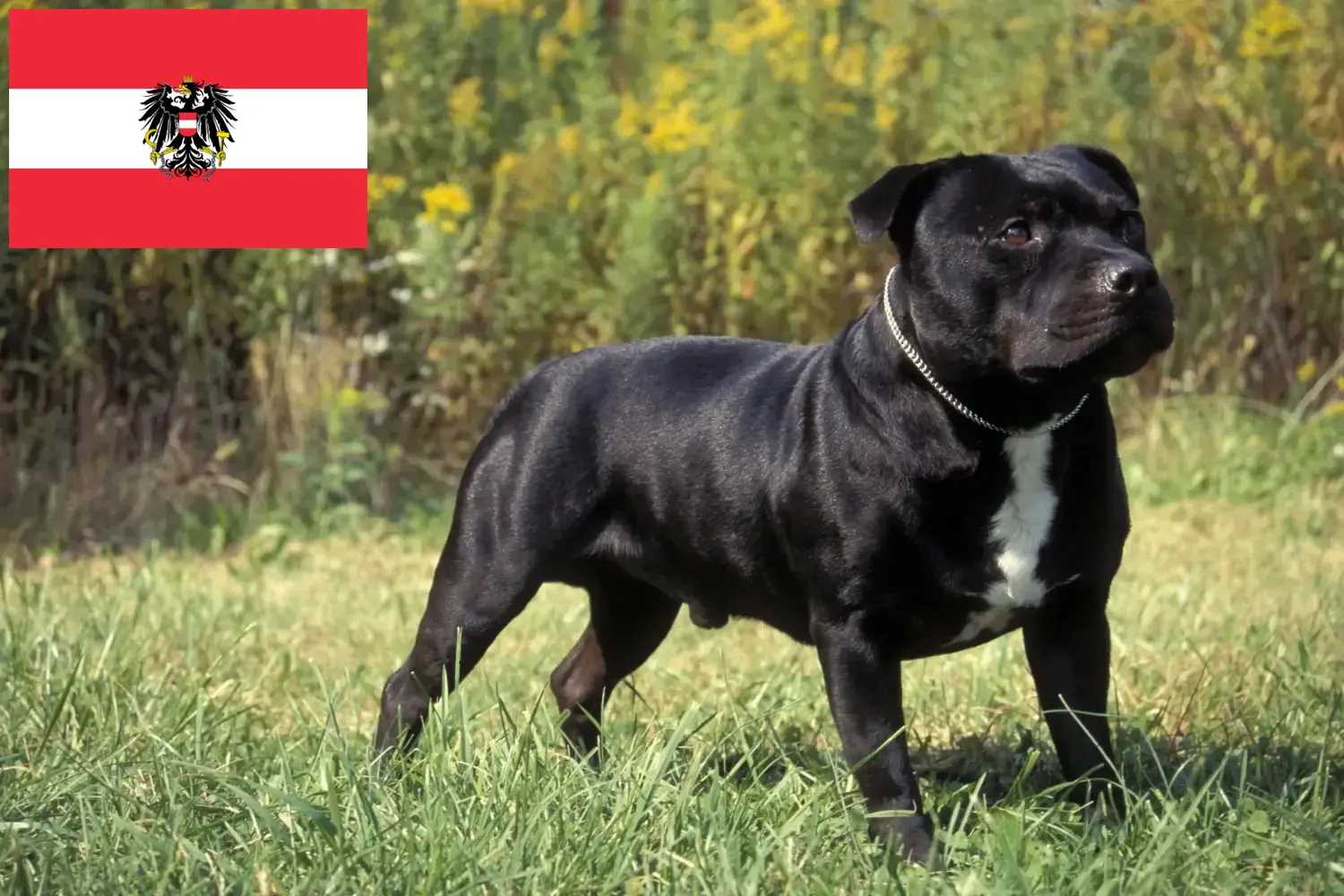 Staffordshire Bullterrier kölykök és tenyésztők Ausztria Itt talál Staffordshire Bullterrier tenyésztőket Ausztriában.